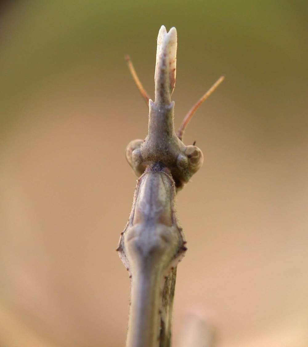 Empusa pennata